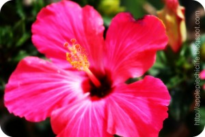 IMG_2101b