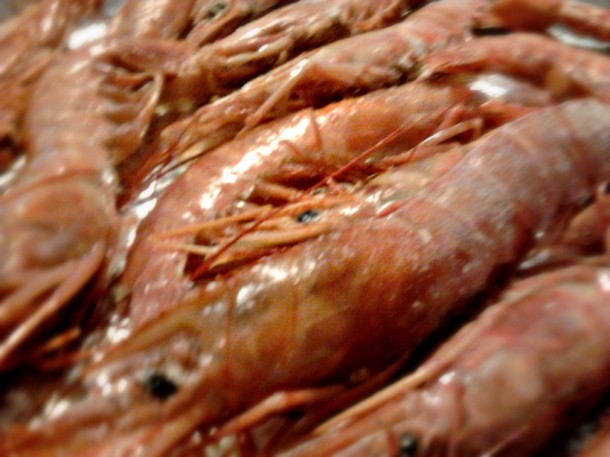 gamberi