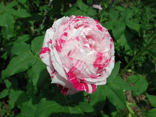 rosa 1