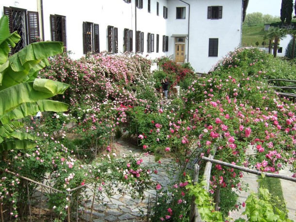 rosa 2