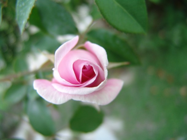 rosa 5