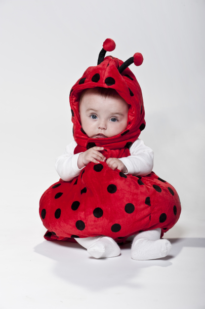 coccinella